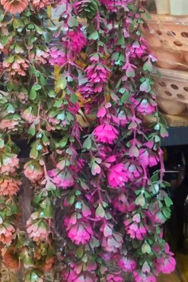 شمشاد رنگی