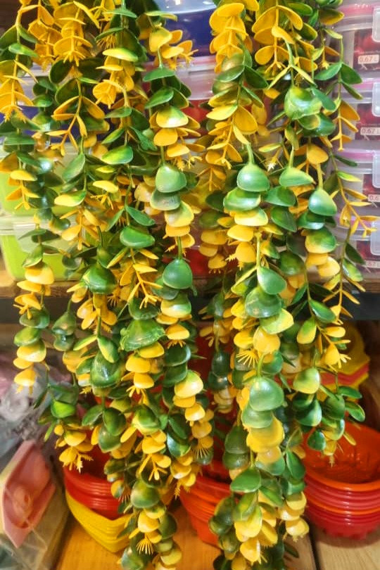 شمشاد رنگی