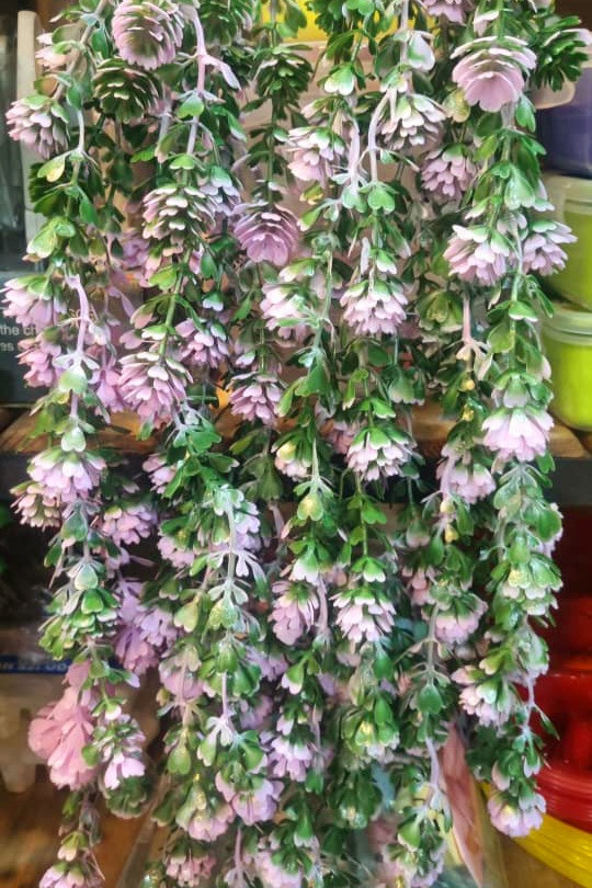 شمشاد رنگی